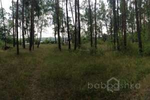 IMG_4062 лес Съёмки Москва