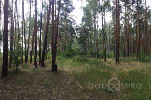 IMG_4058 лес Съёмки Москва