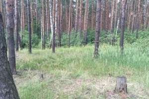 IMG_4059 лес Съёмки Москва