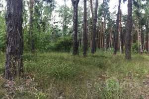 IMG_4064 лес Съёмки Москва