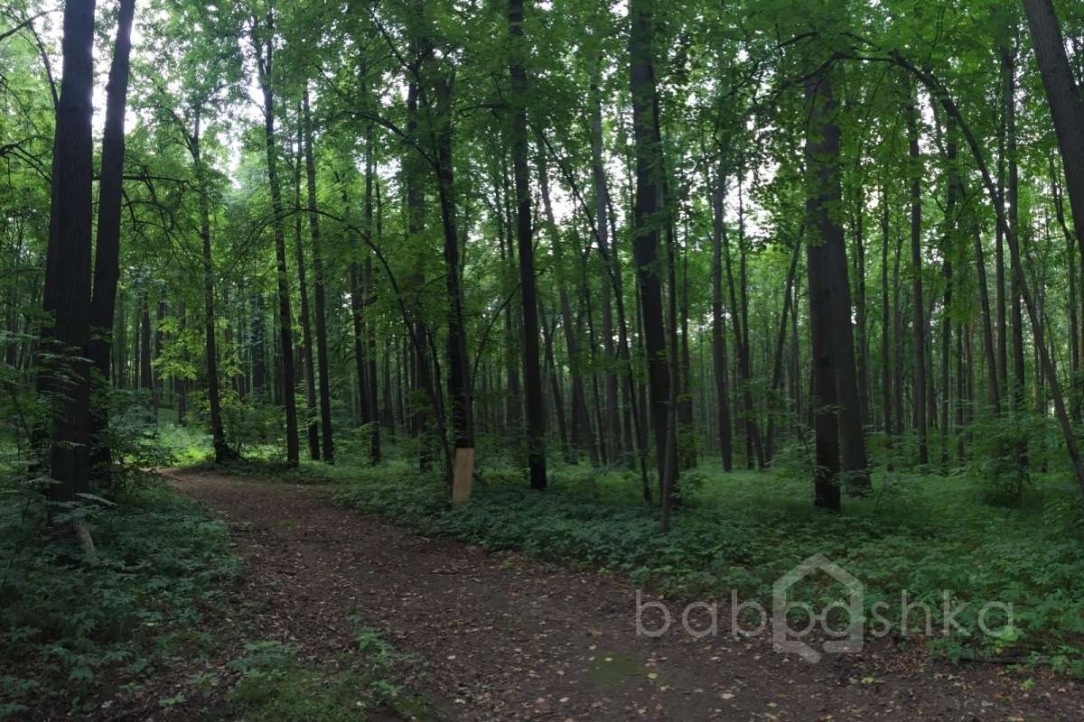IMG_4071 лес 