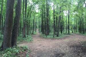 IMG_4069 лес Съёмки Москва