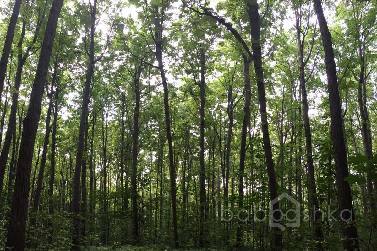 IMG_4079 лес 