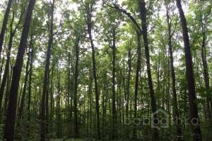 IMG_4079 лес Съёмки Москва