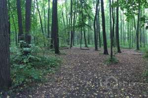 IMG_4076 лес Съёмки Москва