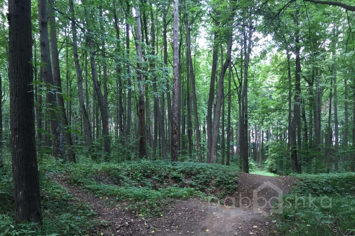 IMG_4081 лес 