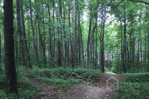 IMG_4081 лес Съёмки Москва