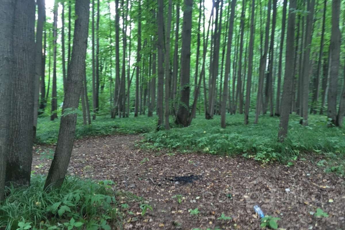 IMG_4083 лес 