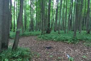 IMG_4083 лес Съёмки Москва