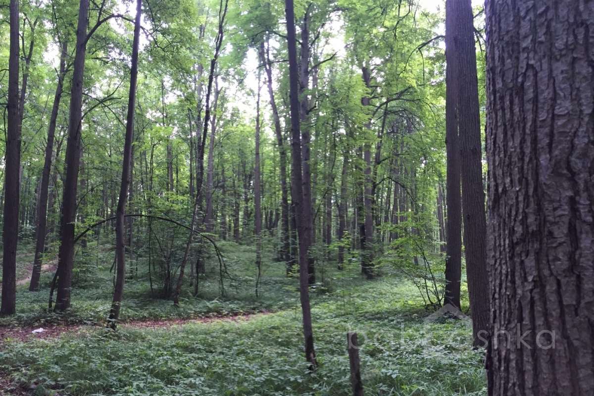 IMG_4072 лес 