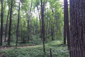 IMG_4072 лес Съёмки Москва