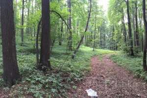 IMG_4073 лес Съёмки Москва