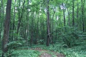 IMG_4082 лес Съёмки Москва