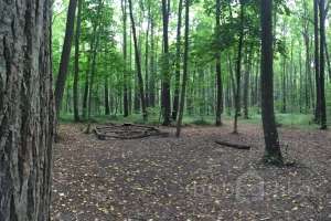 IMG_4077 лес Съёмки Москва