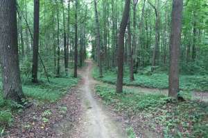 IMG_4074 лес Съёмки Москва