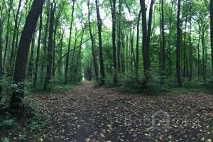 IMG_4075 лес Съёмки Москва