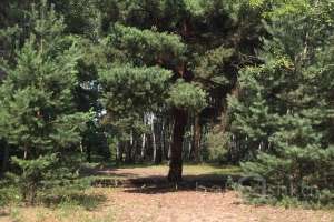 IMG_4111 лес Съёмки Москва