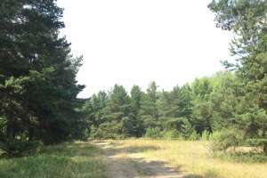 IMG_4086 лес Съёмки Москва