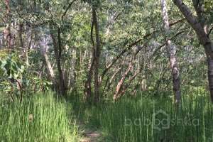 IMG_4095 лес Съёмки Москва