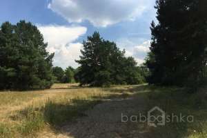 IMG_4090 лес Съёмки Москва