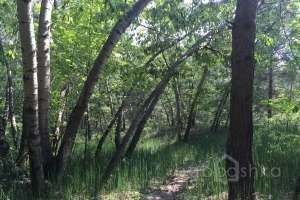 IMG_4099 лес Съёмки Москва