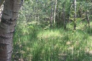 IMG_4098 лес Съёмки Москва