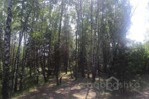 IMG_4114 лес Съёмки Москва