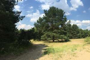 IMG_4085 лес Съёмки Москва