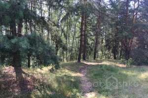 IMG_4089 лес Съёмки Москва