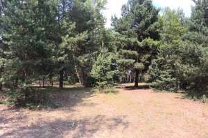 IMG_4113 лес Съёмки Москва