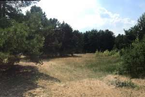 IMG_4106 лес Съёмки Москва