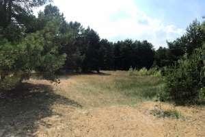 IMG_4108 лес Съёмки Москва