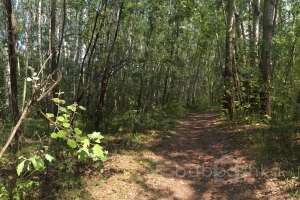 IMG_4101 лес Съёмки Москва