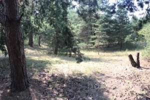 IMG_4093 лес Съёмки Москва