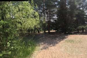 IMG_4105 лес Съёмки Москва