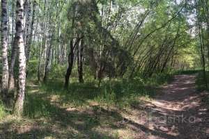 IMG_4102 лес Съёмки Москва