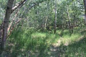 IMG_4097 лес Съёмки Москва