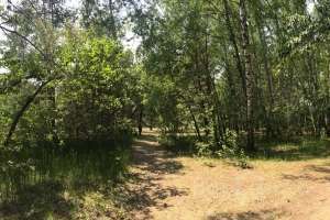 IMG_4100 лес Съёмки Москва