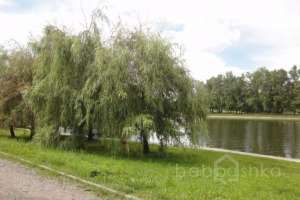 DSC03522 парки Съёмки Москва