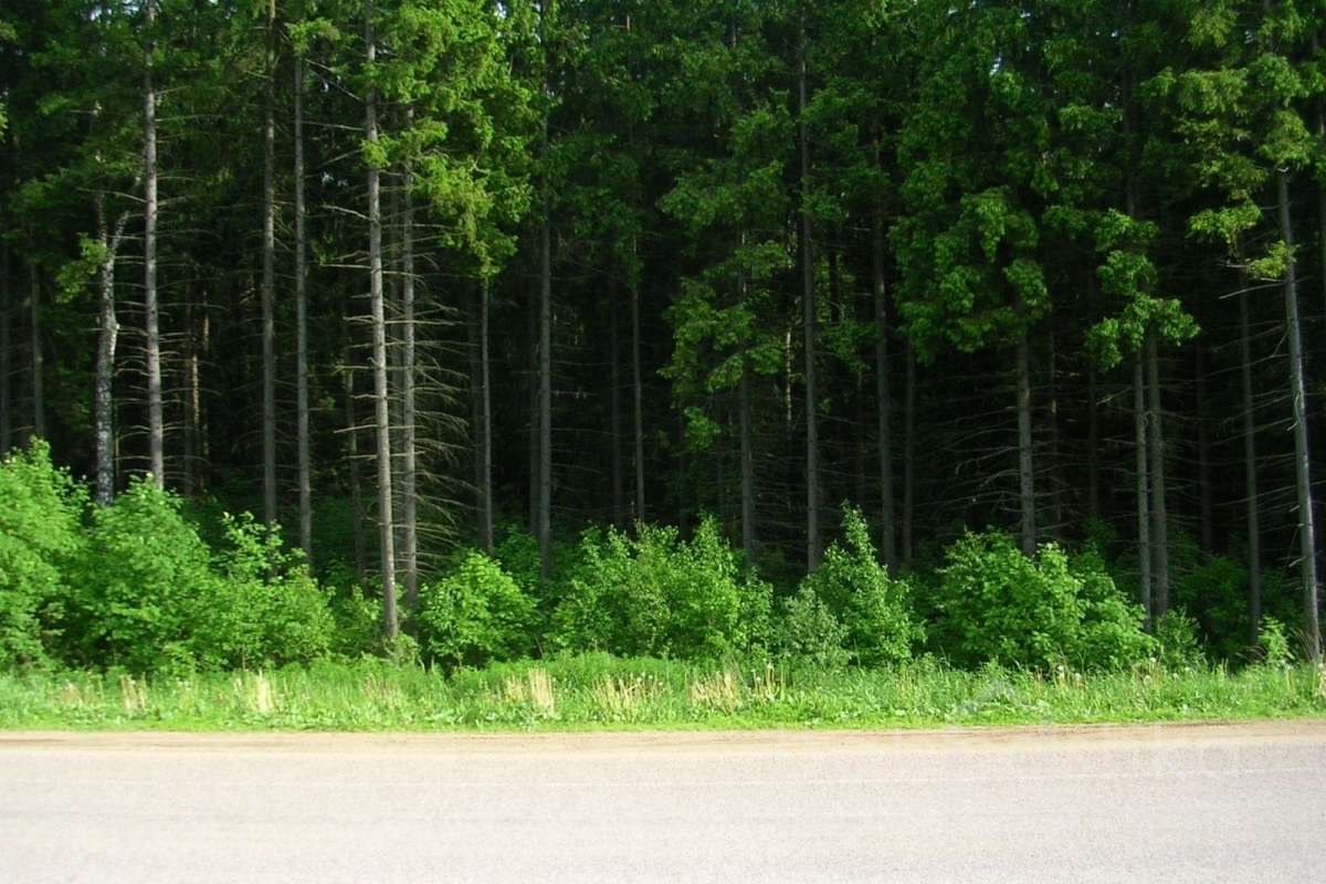 DSCN2767 дороги 