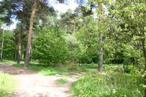 IMG_0096 лес Съёмки Москва