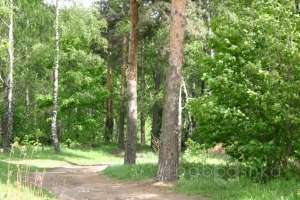 IMG_0097 лес Съёмки Москва