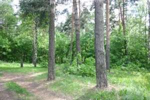 IMG_0098 лес Съёмки Москва