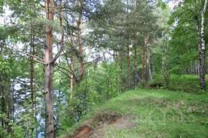 IMG_0108 лес Съёмки Москва