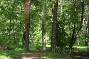 IMG_0100 лес Съёмки Москва