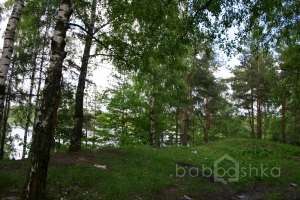 IMG_0106 лес Съёмки Москва