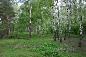 IMG_0109 лес Съёмки Москва