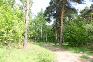 IMG_0095 лес Съёмки Москва