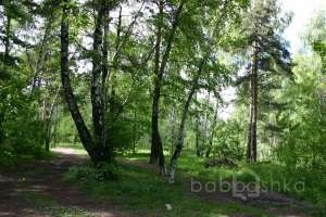 IMG_0105 лес Съёмки Москва