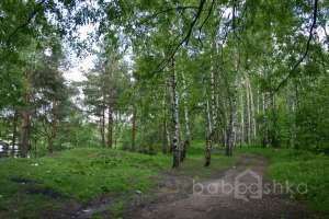 IMG_0107 лес Съёмки Москва